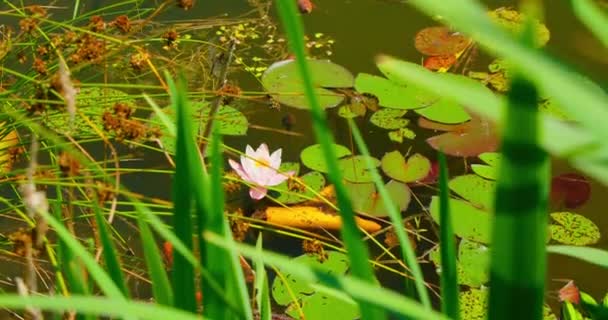 Botanisk Ljusrosa Näckros Blommar Svävar Sjön Närbild Enstaka Vackra Lotus — Stockvideo