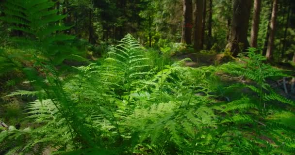 Växtskogssjukdomar Fern Gröna Blad Framför Tall Närbild Vinden Sveper Över — Stockvideo