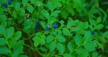 Ormandaki bir dal dalında olgun yabanmersini. Vahşi doğa. Tedavi edilmemiş böğürtlen Ekolojik gıda. Çevre dostu. Myrtillus aşısı. Kimse..