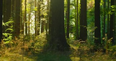 Güzel güneş ışınları kozalaklı bir ormanı canlı yeşil tonlarda aydınlatıyor, gerçek zamanlı doli çekimi. Güneş alevleri ağaç gövdelerini delip geçiyor, sürgülü kamera görüntüleri. Böcekler ışığa doğru uçar. Kimse..