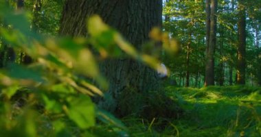 Solunum sistemini onarmak için nefes egzersizleri. Güzel bir kadın ormanın ortasında yerde oturarak meditasyon yapıyor. Genç bir kadın gözleri kapalı ormanlık alandan zevk alıyor. Yavaş çekim