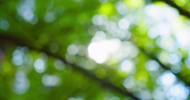 Grünes Bokeh Garten Linsenschlag Wald Helle Frühlingssonnen Leuchten Auf Den — Stockvideo