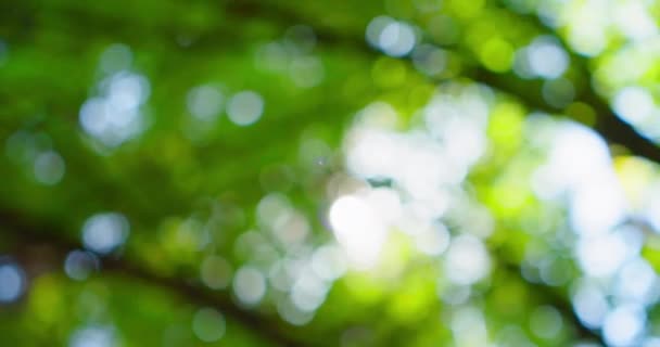 Bahçedeki Yeşil Bokeh Ormanda Lensler Yanıyor Parlak Ilkbahar Güneş Işıkları — Stok video