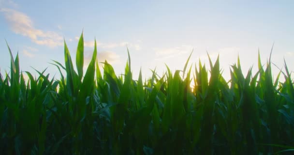 Campo Agrícola Maíz Verde Joven Maíz Crecer Primer Plano Viento — Vídeo de stock