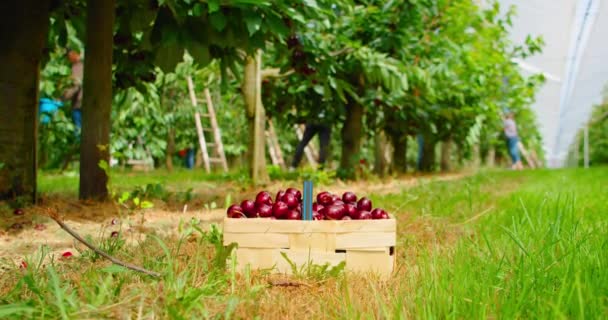 Cosechando Cerezas Dulces Jardín Primer Plano Cosecha Productos Cereza Roja — Vídeos de Stock