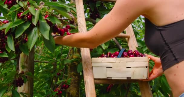 果樹園で甘いチェリーをピックアップ 枝から選ぶ新鮮で熟した果物の近く リアルタイム 労働者の女の子は バスケットで成熟した収穫を収集します 農業について ガーデン — ストック動画