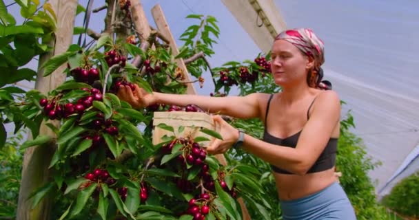 Kırmızı Olgun Kiraz Hasadı Genç Bir Kadın Ağaçtan Çilek Topluyor — Stok video