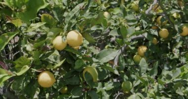 Vahşi doğadaki ağaçta sulu olgun limonlar