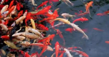 Koi balığı, Cyprinus caprio, Cyprinus rubrofuscus yüzeyde yansımalar ve küçük dalgalarla yüzerler. Kimse..