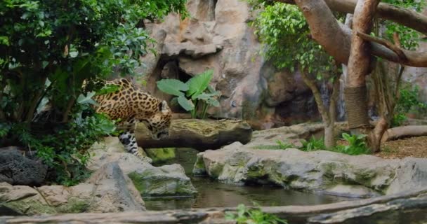 Jaguar Manchado Camina Dentro Selva Tronco Árbol Caído Pantera Salvaje — Vídeos de Stock
