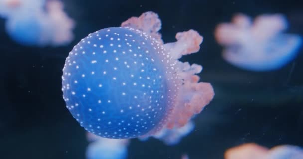 Медузы Плавают Свободной Воде Пелагия Ноктилука Выглядит Чистое Небо Бриндл — стоковое видео