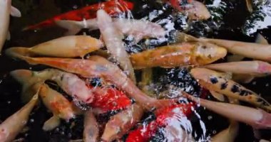 Koi balığı, Cyprinus caprio rubrofuscus yüzeyde yansımalar ve küçük dalgalarla yüzer. Renkli bir balık grubu. Havuzda süslü sazan balığı.