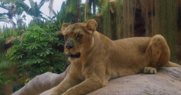 Afrikanische Wilde Löwin Auf Heißem Stein Liegend Von Der Sonne — Stockvideo