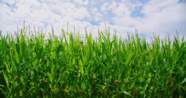 Green field of ripening corn on sunny summer day. Corn on the cob, maize harvest. Farming. Cultivation of grain crops. Beautiful natural nature landscape. Nobody. Cloudscape sky.