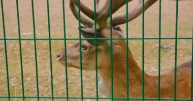 Horned deer behind bars. Wild doe in jail. Animals in captivity. World Animal Day. Release of paid animals into the wild. Red list threatened species. Stag inside the cage. Elk. Ruminants.