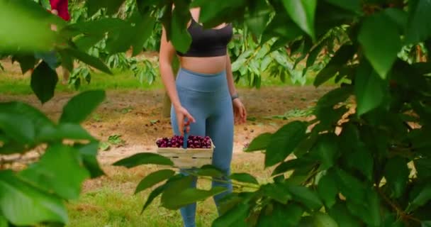 女人手里拿着满满一桶甜樱桃 农夫的手 一篮子成熟的红色浆果 樱桃树种植作物 有机水果盒 — 图库视频影像