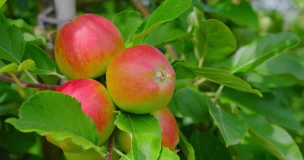 Зрізати Рожеві Яблука Гілці Серед Яскраво Зеленого Листя Осінній Урожай — стокове відео