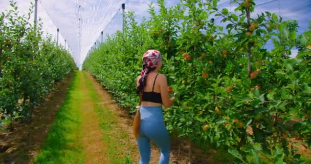 Farmer Agronomist Checking Quality Apples Trees Orchard Ripe Red Fruits — Vídeo de Stock