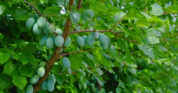 Close Fresh Ripe Unripe Green Plums Tree Small Fruits Ripen — Vídeos de Stock