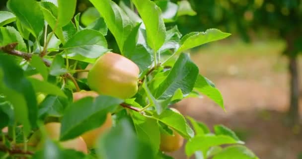 Niet Rijpe Groene Appels Een Tak Van Boom Onrijpe Fruittuin — Stockvideo