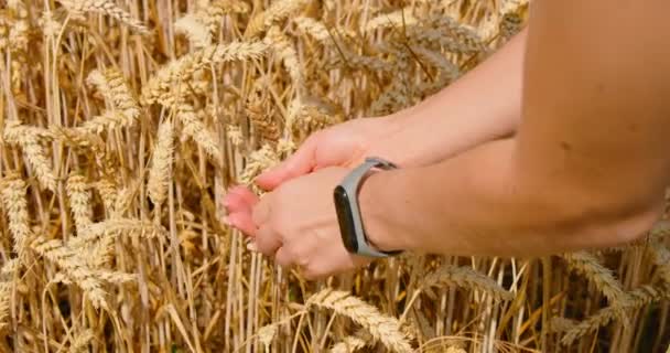 Сельское Хозяйство Проблема Мирового Голода Экономический Кризис Руки Фермера Пшеницей — стоковое видео