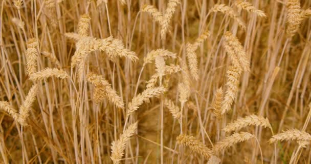 夕焼け 食糧危機と世界の飢餓の概念で熟した黄金の小麦の耳を持つフィールドは 小麦の芽を成長させ 世界中の問題を収穫 耳を閉じてください — ストック動画