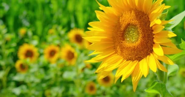 Sunflower Close Field Background Sunny Bright Day Beauty Nature Agriculture — Stockvideo