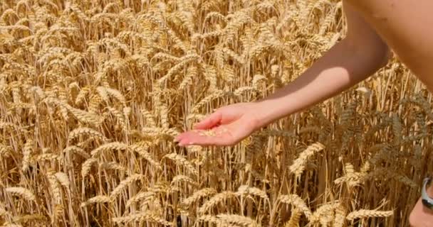 夕焼け 食糧危機と世界の飢餓の概念で熟した黄金の小麦の耳を持つフィールドは 小麦の芽を成長させ 世界中の問題を収穫 耳を閉じてください — ストック動画