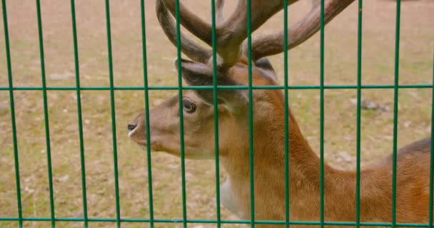 Horned Deer Bars Wild Doe Jail Animals Captivity World Animal — Vídeo de stock