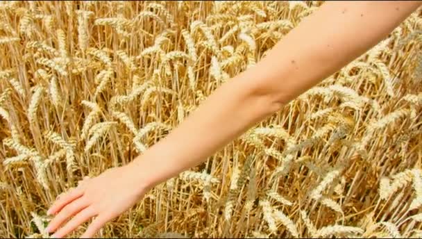 農業分野 世界飢餓の問題 経済危機 スローモーション 小麦の黄金の熟した耳を持つ農家の手 食糧不足という概念 ファミン リアルタイム 2022年 — ストック動画