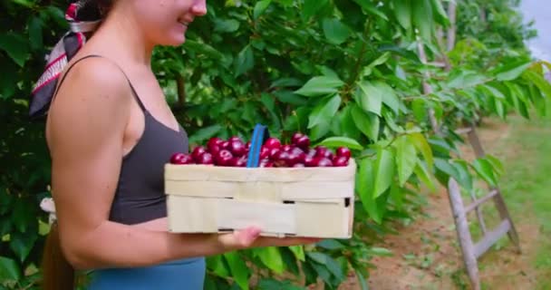 Ernten Bäuerin Pflückt Süßkirschen Rote Reife Beeren Holzkorb Landwirtschaft Hintergrund — Stockvideo