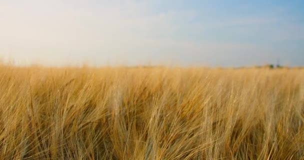 熟した小麦のフィールドは 風の中でリップルを収穫する準備ができています スローモーション 農業の概念 世界食糧危機の問題 農業経済 — ストック動画
