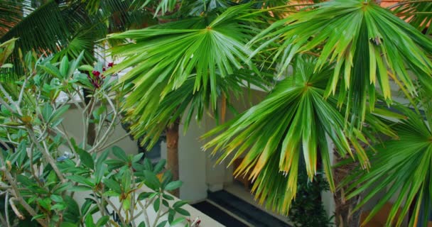 Palmen Gartengestaltung Resort Hause Hintergrund Tropisch Grüne Pflanzenblätter Wiegen Sich — Stockvideo