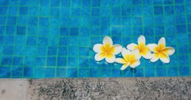 Suda yüzen tropik frangipani tesisatçısı. Spa yüzme havuzu. Huzur ve sükunet kavramı. Endonezya 'daki Bali Adası. Yakın plan..