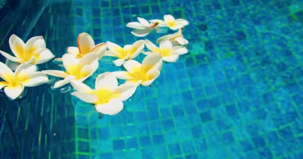 Tropiklerdeki Bir Havuzda Egzotik Çiçekler Beyaz Plumeria Frangipani Berrak Mavi — Stok video