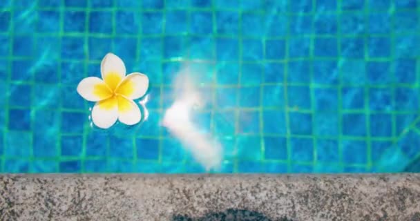 Flores Tropicais Plumeria Frangipani Flutuando Água Piscina Spa Conceito Paz — Vídeo de Stock
