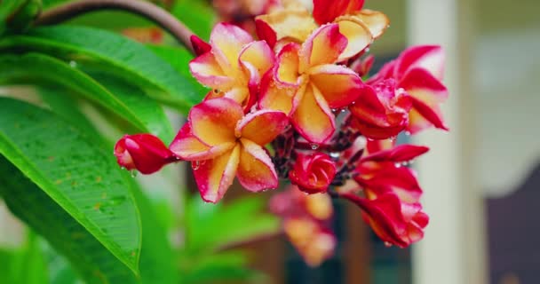 Pink Beautiful Blooming Frangipani Flowers Motion Rain Fresh Nature Small — Stock Video
