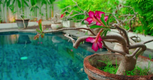 Close Pink Flower Adenium Obesum Tree Red Desert Rose Pot — Video Stock