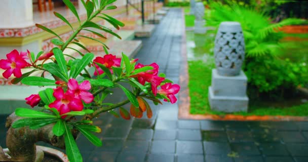 Flores Vermelhas Jardim Tropical Florescem Tempo Chuvoso Ilha Bali Flores — Vídeo de Stock