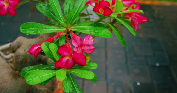 Close Pink Flower Adenium Obesum Tree Red Desert Rose Pot — Stockvideo