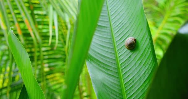Tropical Green Background Little Snail Sits Wide Leaf Static View — Vídeo de stock