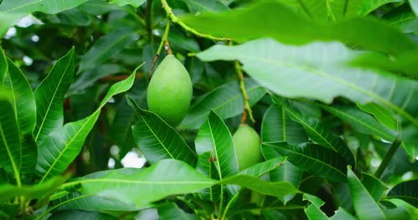Drzewo Mango Małym Dzieckiem Niedojrzałe Zielone Niedojrzałe Owoce Gałęzi Liściastej — Wideo stockowe