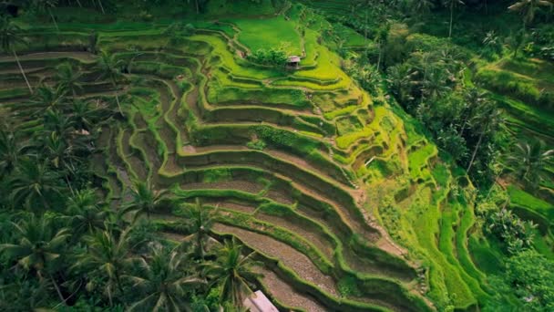 Рисовые Террасы Зеленого Поля Tegallalang Острова Бали Индонезии Повсюду Путешествие — стоковое видео