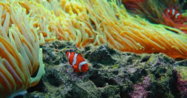 Palyaço balıkları mercan resiflerinde şakayık içinde yüzerler. Kızıl Deniz ya da iki bantlı anemonik balığı. Deniz balıkları vahşi doğada algler ve zooplanktonlarla beslenir. Pomacentridae ailesi. Yakın çekim yüksek kaliteli görüntü. Kimse..