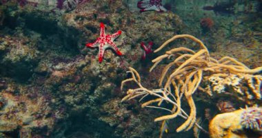 Red knob sea star, spine species of starfish from the Indo-Pacific. Five arms. Skeleton supports large central disk. Indian shallow ocean water. Sandy muddy seabeds. Carnivorous animals.