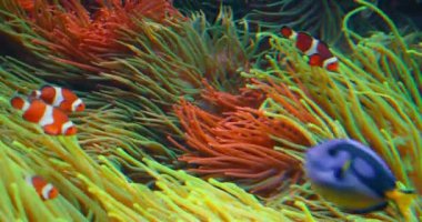 Palyaço balıkları ve cerrah balıkları mercan resiflerinde şakayık yüzerler. Kızıl Deniz ya da iki bantlı anemonik balığı. Deniz balıkları vahşi doğada algler ve zooplanktonlarla beslenir. Kraliyet mavisi. LC en azından endişeli. IUCN. Denizci