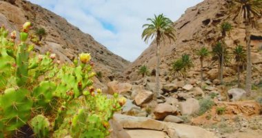 Lonely blooming cactus in the gorge, desert dry landscape. Barranco de las Penitas. Trekking path in canyon, sandstone hills. Fuerteventura, Canary island, Spain. High quality 4k.