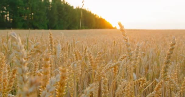 Stalks Cereal Crops Illuminated Rays Sun Endless Agriculture Wheat Field — Vídeo de stock