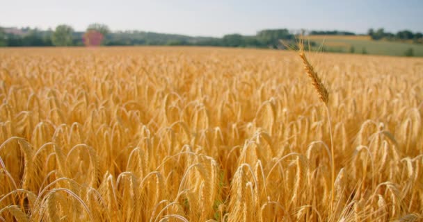 Корені Дозрівали Полі Були Готові Жнив Зблизька Сухі Золоті Пшеничні — стокове відео