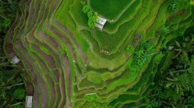 Aerial view of green agriculture rice fields on Bali Island Indonesia. Famous tourist attraction.